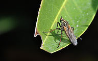 Dance Fly (Empis opaca)